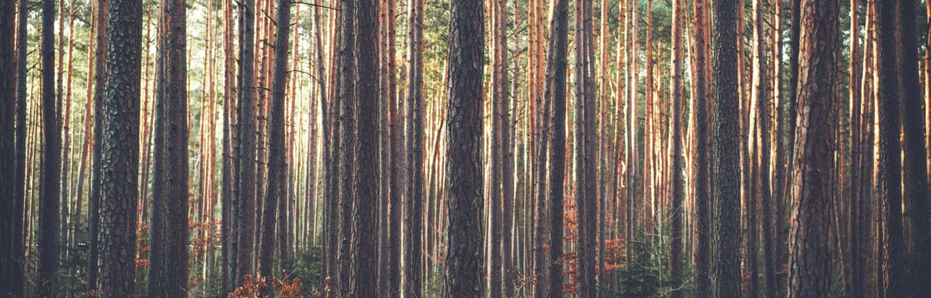 Small Business Website Design